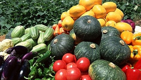 生物有機(jī)肥替代化肥勢在必行